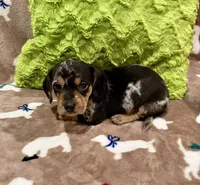 Bash, a male Miniature Dachshund for sale in Purvis, MS – 2 of 3