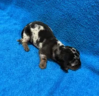 Dash, a male Miniature Dachshund for sale in Purvis, MS – 4 of 7