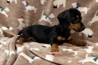 Molly, a female Miniature Dachshund for sale in Purvis, MS – 8 of 10