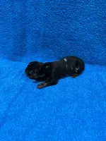 Storm, a male Miniature Dachshund for sale in Purvis, MS – 4 of 7