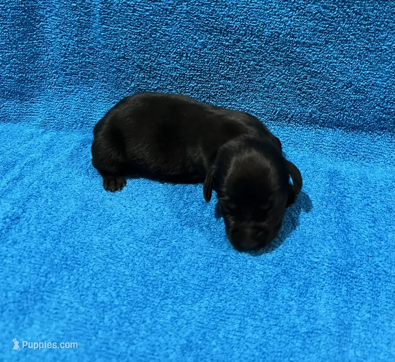 Jett – Miniature Dachshund puppy for sale in Purvis, MS
