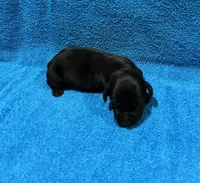 Jett, a male Miniature Dachshund for sale in Purvis, MS – 1 of 3