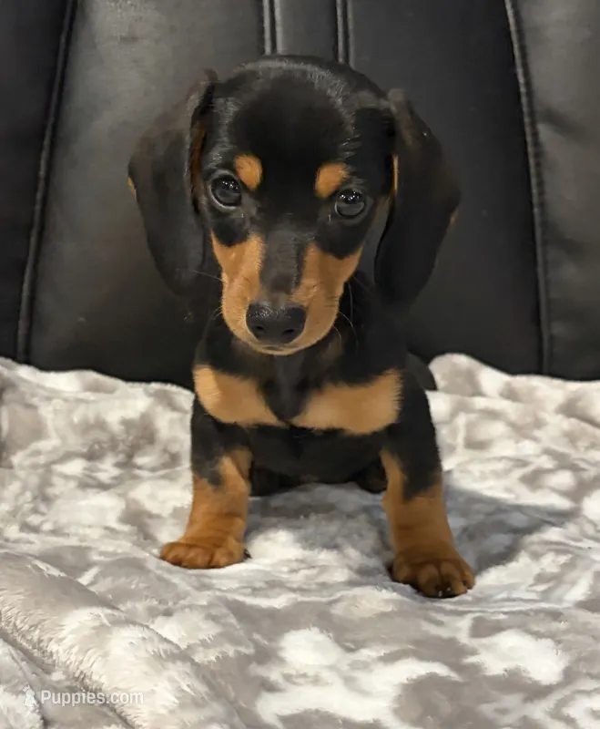 Cooper – Miniature Dachshund puppy for sale in Purvis, MS