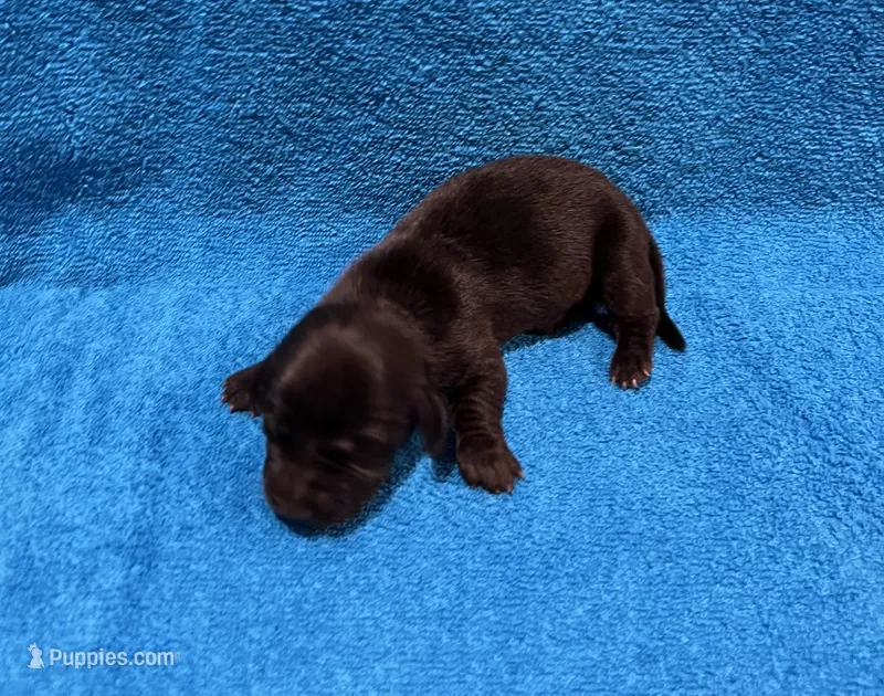 Lainey – Miniature Dachshund puppy for sale in Purvis, MS