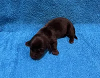 Lainey, a female Miniature Dachshund for sale in Purvis, MS – 1 of 6