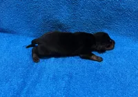 Flint, a male Miniature Dachshund for sale in Purvis, MS – 3 of 4