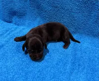 Lainey, a female Miniature Dachshund for sale in Purvis, MS – 2 of 6