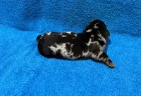 Ella, a female Miniature Dachshund for sale in Purvis, MS – 9 of 9