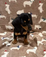 Molly, a female Miniature Dachshund for sale in Purvis, MS – 4 of 10