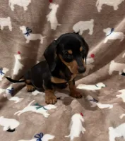 Cooper, a male Miniature Dachshund for sale in Purvis, MS – 3 of 7
