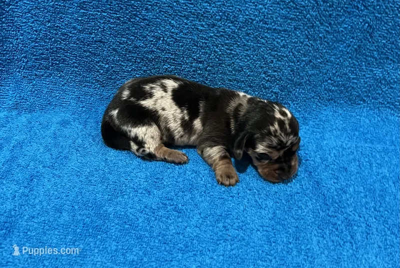 Dash – Miniature Dachshund puppy for sale in Purvis, MS