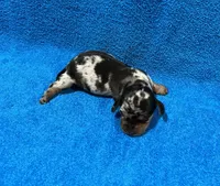 Dash, a male Miniature Dachshund for sale in Purvis, MS – 6 of 7
