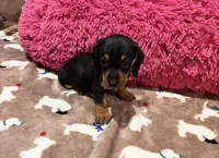 Ellie, a female Miniature Dachshund for sale in Purvis, MS – 2 of 3