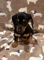 Molly, a female Miniature Dachshund for sale in Purvis, MS – 9 of 10