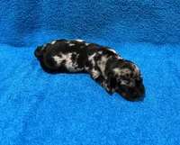 Ella, a female Miniature Dachshund for sale in Purvis, MS – 6 of 9