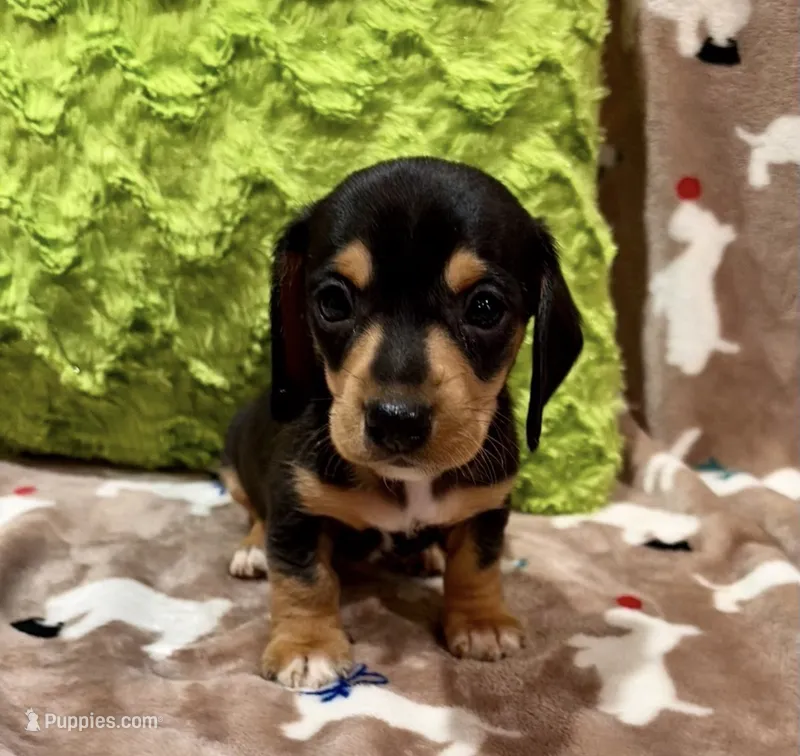 Flint – Miniature Dachshund puppy for sale in Purvis, MS