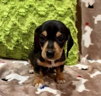 Flint, a male Miniature Dachshund for sale in Purvis, MS – 1 of 5