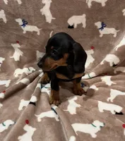 Cooper, a male Miniature Dachshund for sale in Purvis, MS – 5 of 7