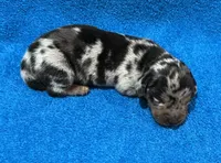 Spark, a male Miniature Dachshund for sale in Purvis, MS – 1 of 6