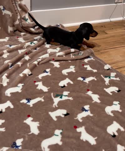 Molly, a female Miniature Dachshund for sale in Purvis, MS – 10 of 10