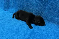 Jett, a male Miniature Dachshund for sale in Purvis, MS – 2 of 3