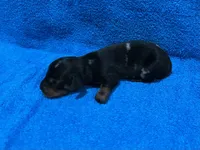 Storm, a male Miniature Dachshund for sale in Purvis, MS – 3 of 7