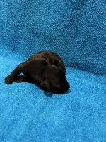 Jett, a male Miniature Dachshund for sale in Purvis, MS – 3 of 3