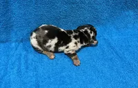 Spark, a male Miniature Dachshund for sale in Purvis, MS – 6 of 6
