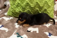 Flint, a male Miniature Dachshund for sale in Purvis, MS – 3 of 5