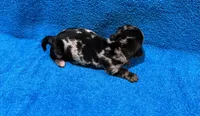 Ella, a female Miniature Dachshund for sale in Purvis, MS – 8 of 9