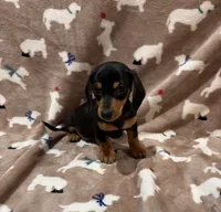 Cooper, a male Miniature Dachshund for sale in Purvis, MS – 7 of 7
