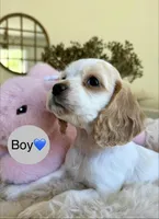 Happy, a male Cocker Spaniel for sale in Jurupa Valley, CA – Photo 1 of 5