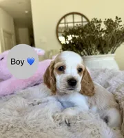 Happy, a male Cocker Spaniel for sale in Jurupa Valley, CA – Photo 4 of 5