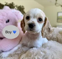 Happy, a male Cocker Spaniel for sale in Jurupa Valley, CA – Photo 3 of 5