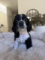 American Cocker Spaniel, a male Cocker Spaniel for sale in Jurupa Valley, CA – Photo 3 of 6