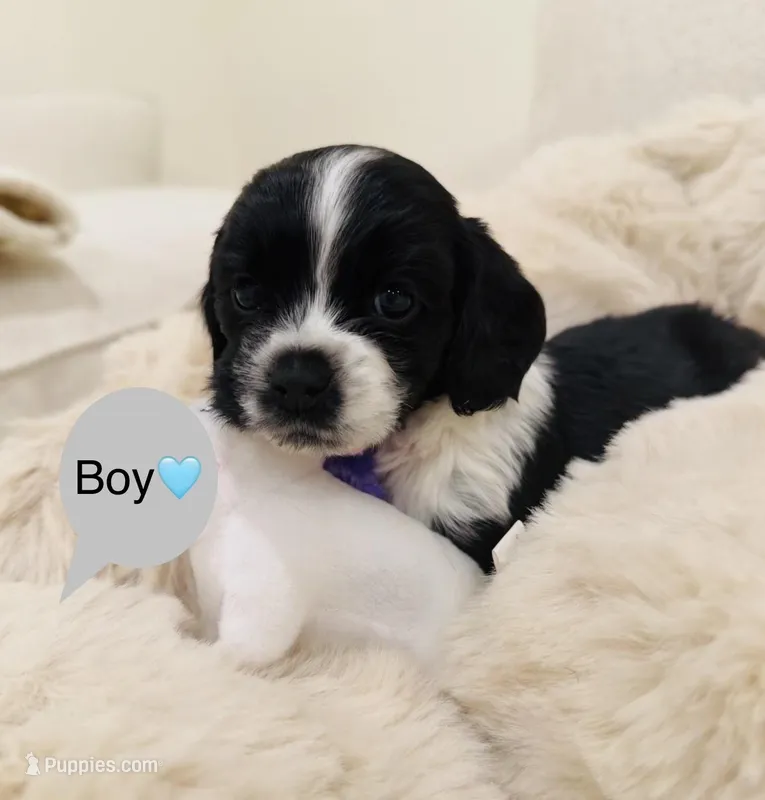 American Cocker Spaniel