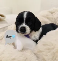 American Cocker Spaniel, a male Cocker Spaniel for sale in Jurupa Valley, CA – Photo 1 of 6