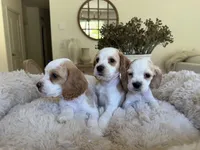 American Cocker Spaniel, a male Cocker Spaniel for sale in Jurupa Valley, CA – Photo 4 of 6