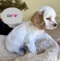 Princess, a female Cocker Spaniel for sale in Jurupa Valley, CA – Photo 1 of 2