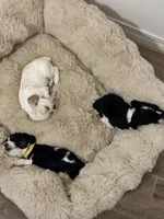 Princess, a female Cocker Spaniel for sale in Jurupa Valley, CA – Photo 2 of 2