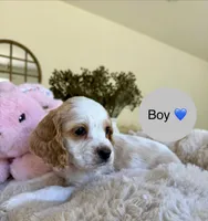 Happy, a male Cocker Spaniel for sale in Jurupa Valley, CA – Photo 2 of 5