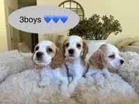 Happy, a male Cocker Spaniel for sale in Jurupa Valley, CA – Photo 5 of 5