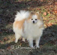 Prince , a male Pomeranian for sale in Ethelsville, AL – 8 of 9