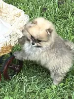 Little Teddy, a male Pomeranian for sale in Ethelsville, AL – 7 of 10