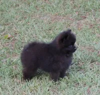 Prince , a male Pomeranian for sale in Ethelsville, AL – 4 of 9