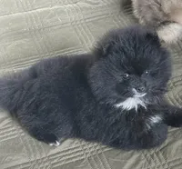 Misty, a female Pomeranian for sale in Ethelsville, AL – 6 of 9