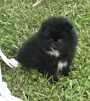 Misty, a female Pomeranian for sale in Ethelsville, AL – 4 of 9