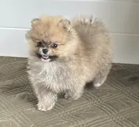 Little Teddy, a male Pomeranian for sale in Ethelsville, AL – 10 of 10