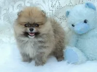 Little Teddy, a male Pomeranian for sale in Ethelsville, AL – 3 of 10