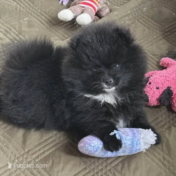 Misty – Pomeranian puppy for sale in Ethelsville, AL